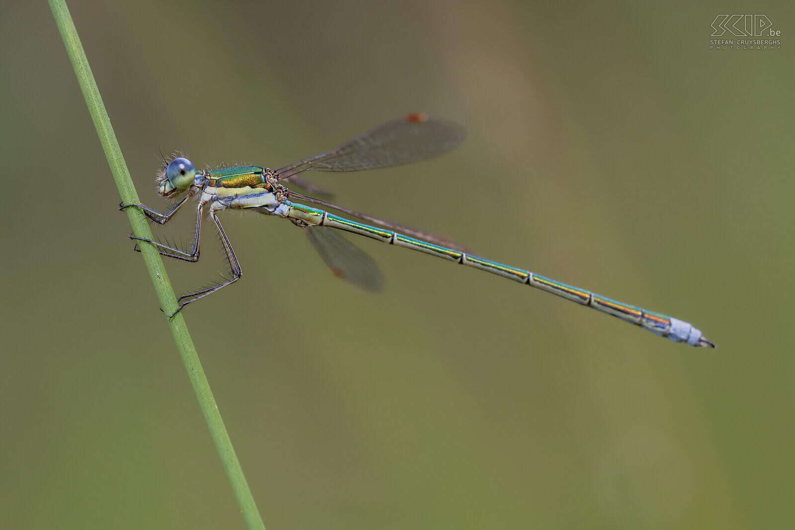 Insecten - Tengere pantserjuffer In het natuurgebied van De Wijers kon ik een mooie reeks beelden van de Tengere pantserjuffer maken. Stefan Cruysberghs